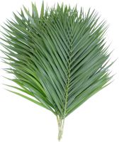 arica palm