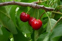 cherries