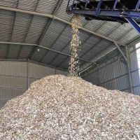 Acacia, Eucalyptus woodchip for pulp