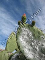 Cochineal Cochenille Koschenille Carmine Acid E120