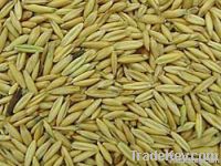 Oats - Kiln Dried Hulled Oats $120/ton