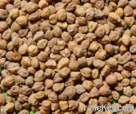 Desi Chickpeas kabuli chickpeas  Kala Chana  Bengal Gram Gram  Chana