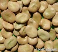 Faba Beans 