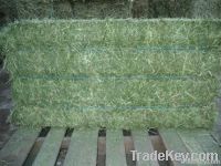 Alfalfa Hay &amp; Alfalfa Seeds