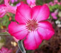 Adenium seed, Thai Adenium seeding