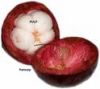 Mangosteen