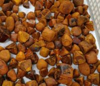 Ox gallstones, ox cow gallstones, Cow Gallstones, natural dried Ox,Cow, Cattle , Bile Gallstone, Bezoar, Calculas Bovis, Niu Huang