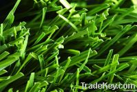 Artificial grass for football