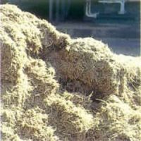 Bagasse Pulp