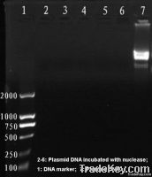 Recombinant nuclease