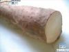 Burdock