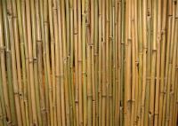 Bamboo Fence