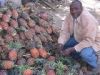 Pineapple Fruit