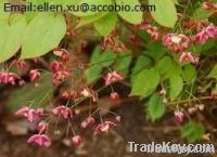 Epimedium Extract Icariin/Icariins