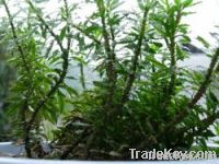 Huperzine A (Huperzine Serrate Extract)