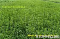 Stevia extract(Rebaudioside A; Steviol Glycoside)