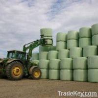 Corn Silage