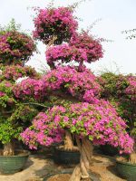 bougainvillea spectabilis