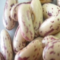 long sharp speckled kidney beans