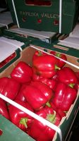 Fresh Capsicum