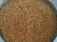 Hard wheat durum