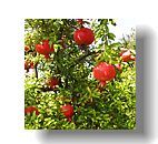 Pomegranate Extract