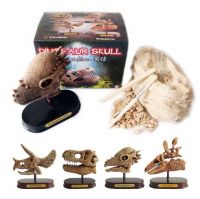 Lg. Dinosaur Skull Excavatio Kit/Dig