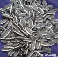 2012 sunflower seeds 5009 market price