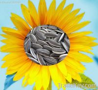 2012 confectionary black sunflower seeds 5009 24/64