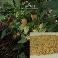 Ashwagandha Medicinal Seeds ( Withania somnifera )