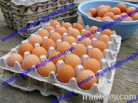 Egg Trays