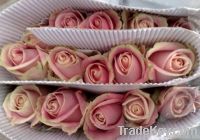 Fresh Cut Rose