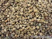  Export Green Coffee Beans | Green Coffee Bean Importer | Green Coffee Beans Buyer | Buy Green Coffee Beans | Green Coffee Bean Wholesaler | Green Coffee Bean Manufacturer | Best Green Coffee Bean Exporter | Low Price Green Coffee Beans | Best Quality Gre