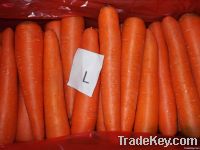 2011 fresh carrot