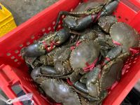 Live Mud Crabs