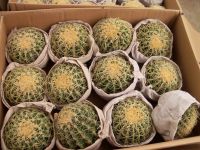 Echinocactus Grusonii