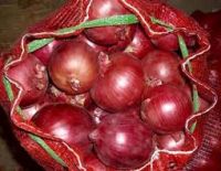 Fresh Red onion