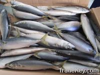 300-500g Frozen Pacific mackerel fish