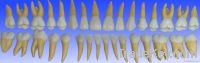 2 Coloured Life Size Permanent Teeth