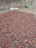 Dried Kola Nut