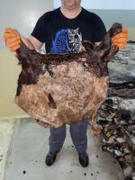 Wet Salted Cow Head Skin Europe