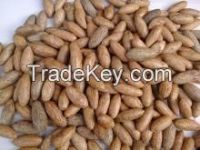 Raphia Hookeri Seeds