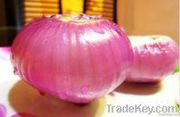 Chinese fresh onion, red onion, yellow onion fresh