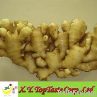 Fresh  Ginger/ Air Dried Ginger