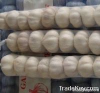 Fresh Normal White Garlic