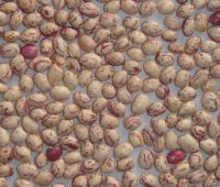 Light Speckled Kidney Beans, Round Shape, Xinjiang