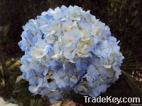 Blue hydrangeas