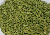 Healthy and Tasty Fresh Green Cardamom