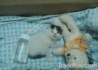 bentonite cat litter, clumping cat litter