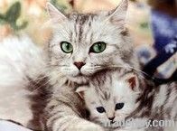 bentonite cat litter, clumping cat litter, natural sodium bentonite cat